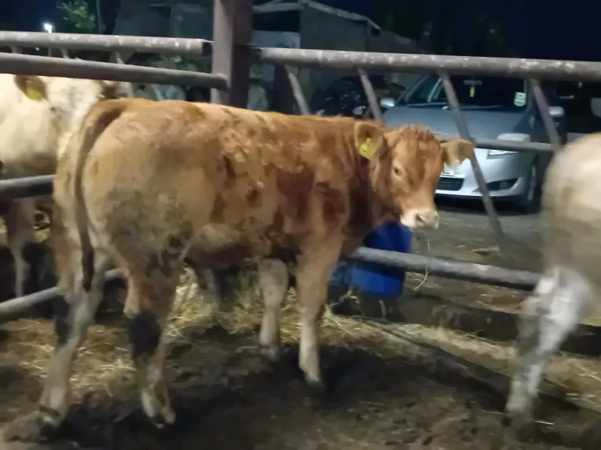 2 Smashing Bull Weanlings - Image 1