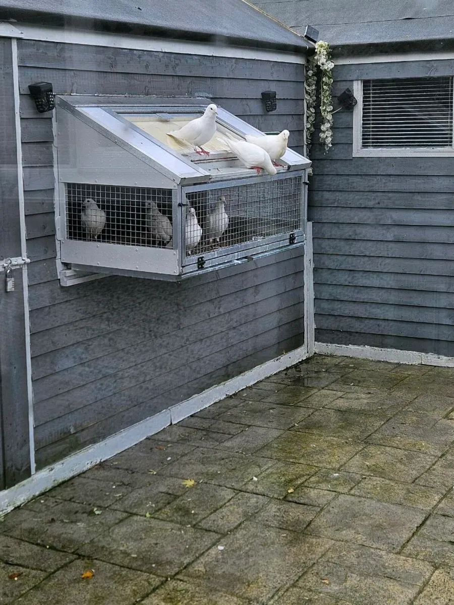 5 white pigeons, & 1 cracking pair of Rollers - Image 1