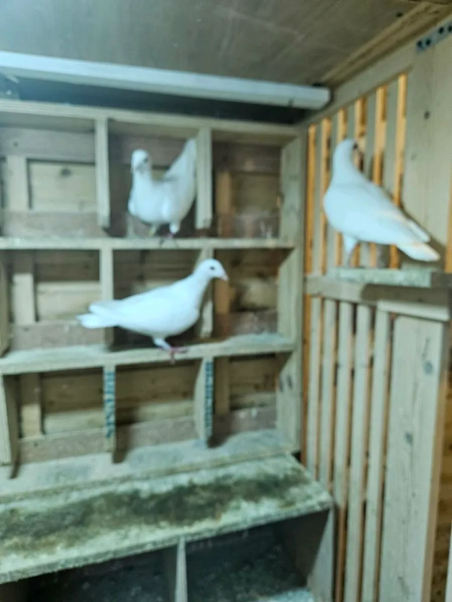5 white pigeons, & 1 cracking pair of Rollers - Image 2
