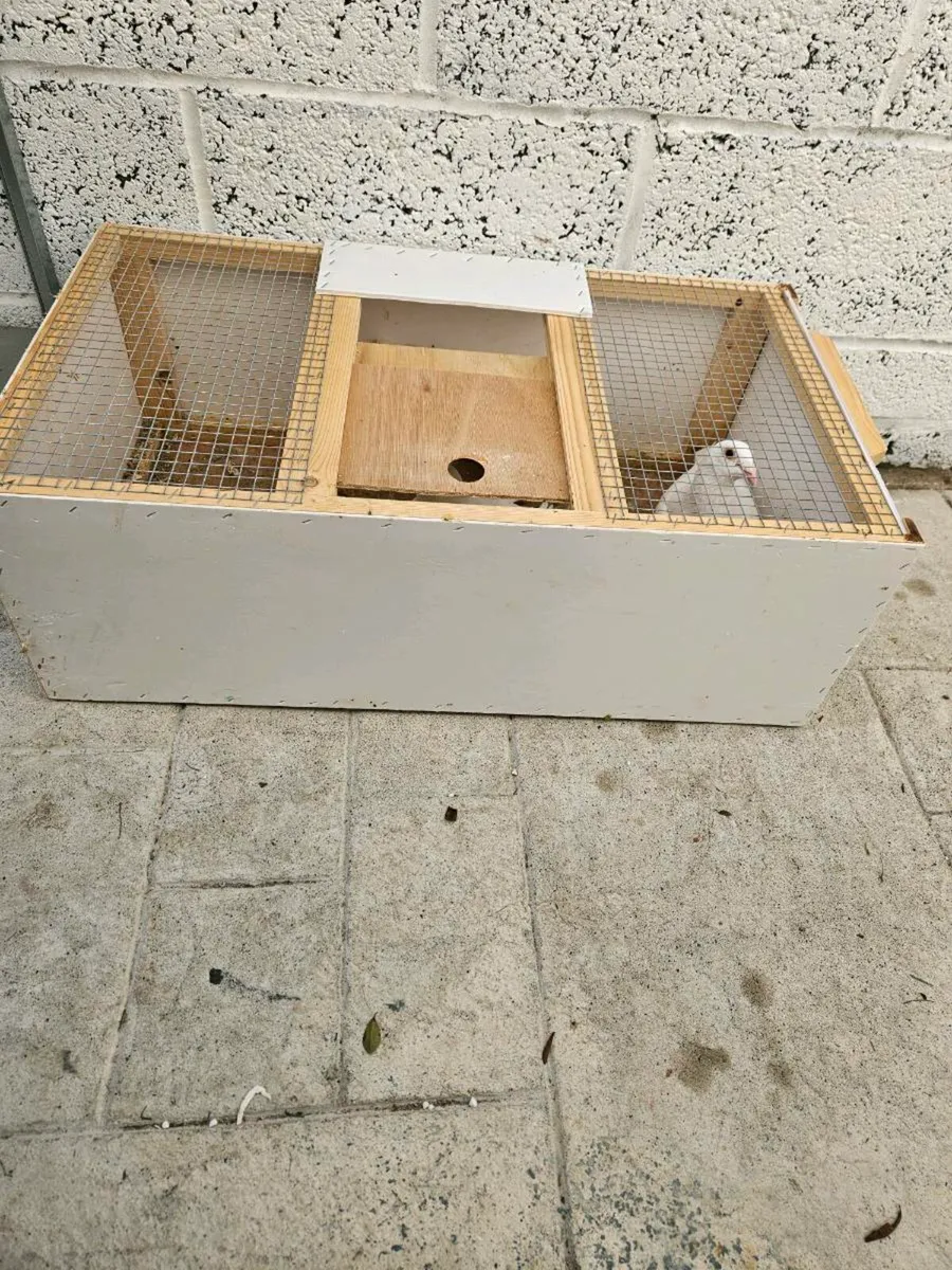 ALUMINIUM TRAP IS NOW READY TO GO FOR €300 NO LESS - Image 4