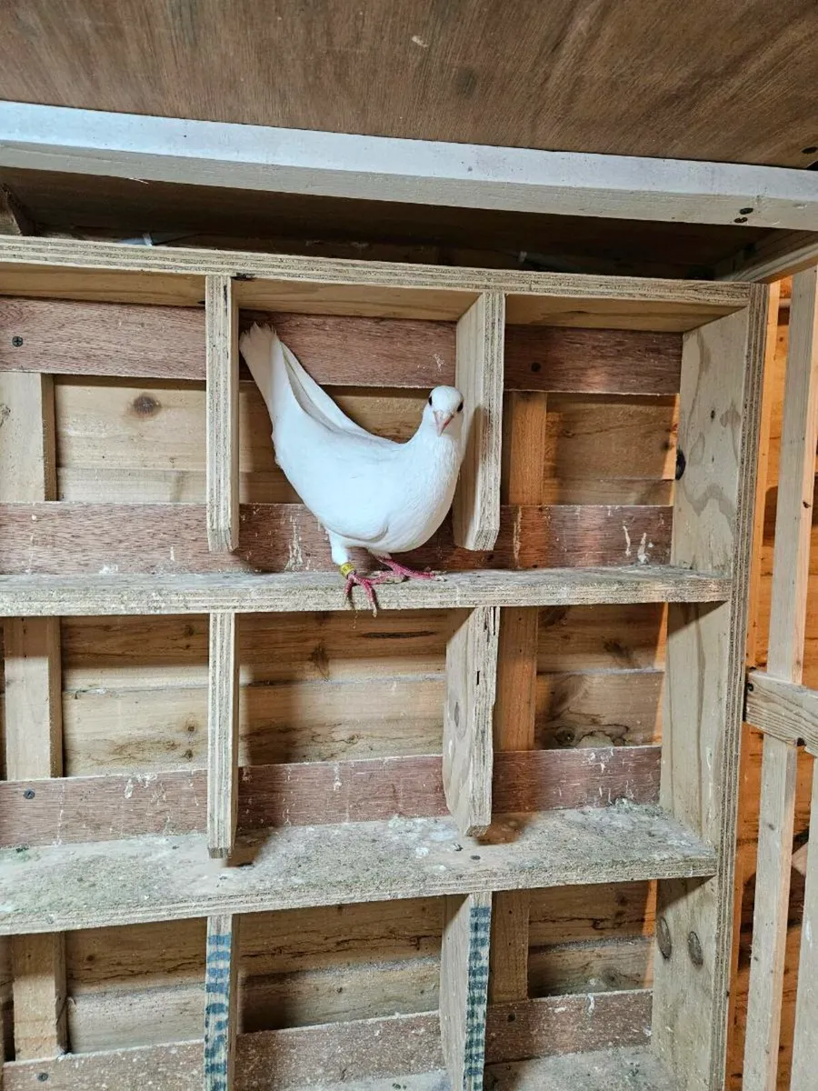 4 Pure Whites & 1 Pair of Rollers - Image 1