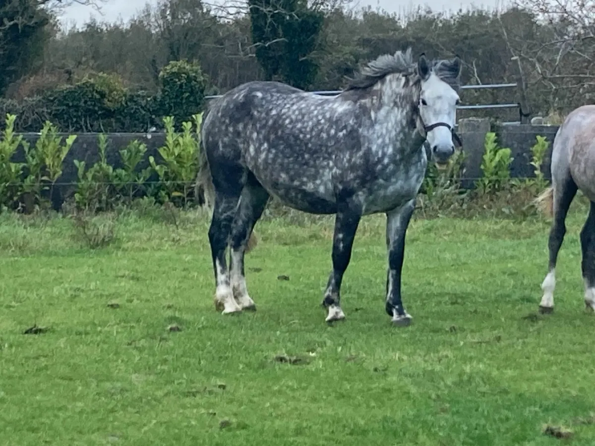 Irish Draught Filly Foal - Image 4