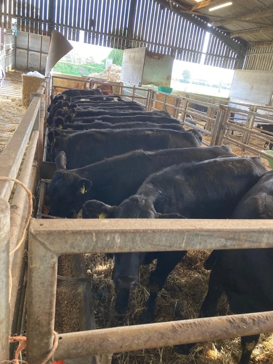 AA heifers - Image 1
