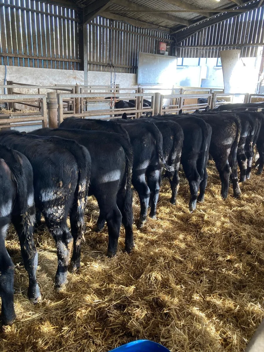 AA heifers - Image 2