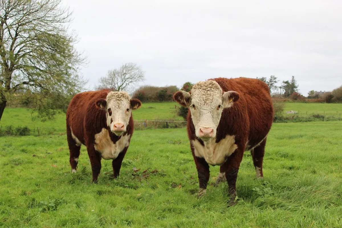 Purebred Hereford  Heifers - Image 1