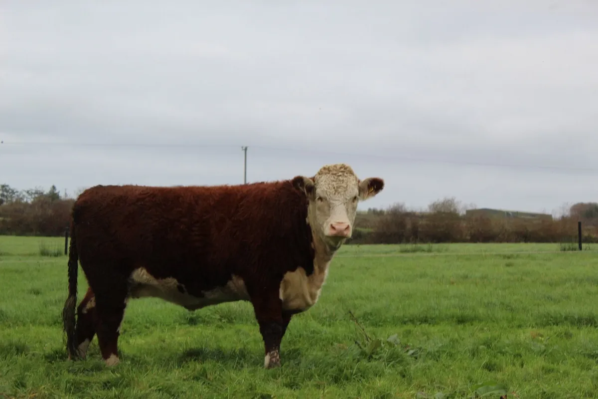 Purebred Hereford  Heifers - Image 2