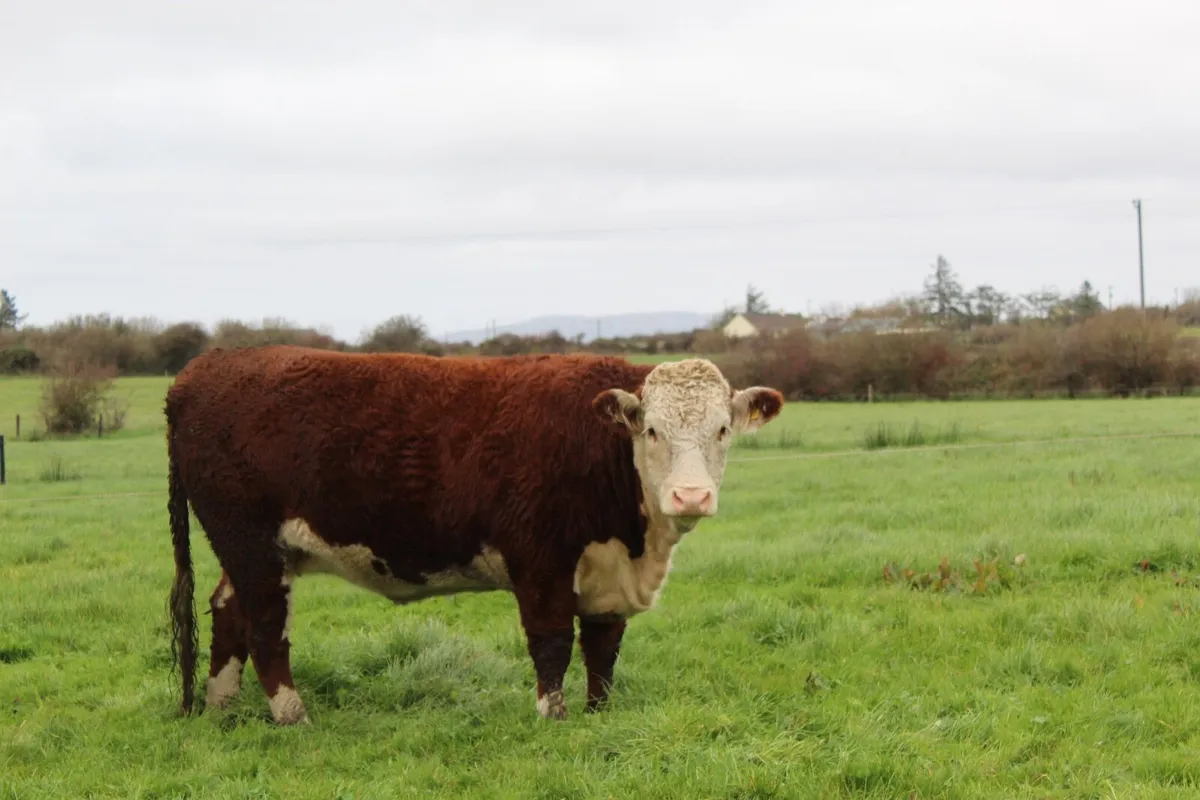 Purebred Hereford  Heifers - Image 3