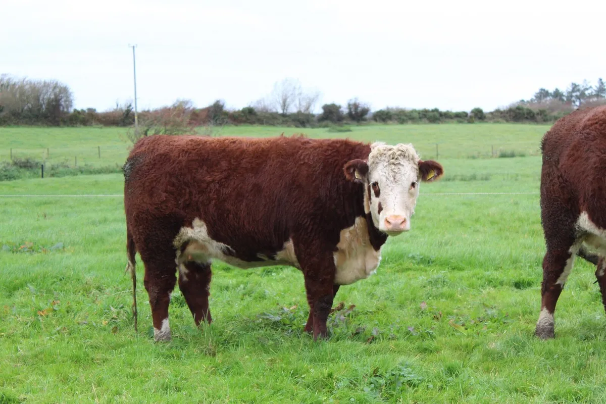 Purebred Hereford  Heifers - Image 4