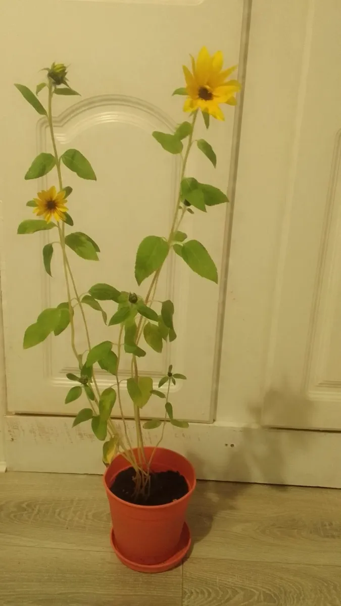 Sunflowers for sale- ready to go to a good home - Image 1