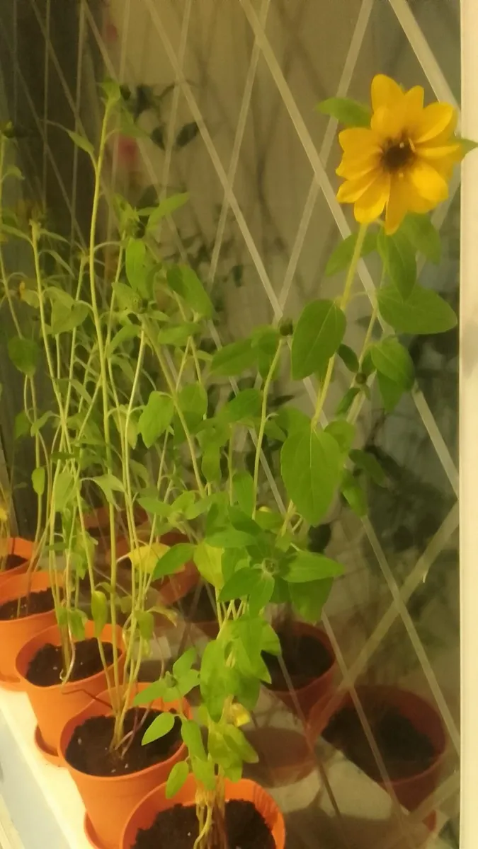 Sunflowers for sale- ready to go to a good home - Image 3