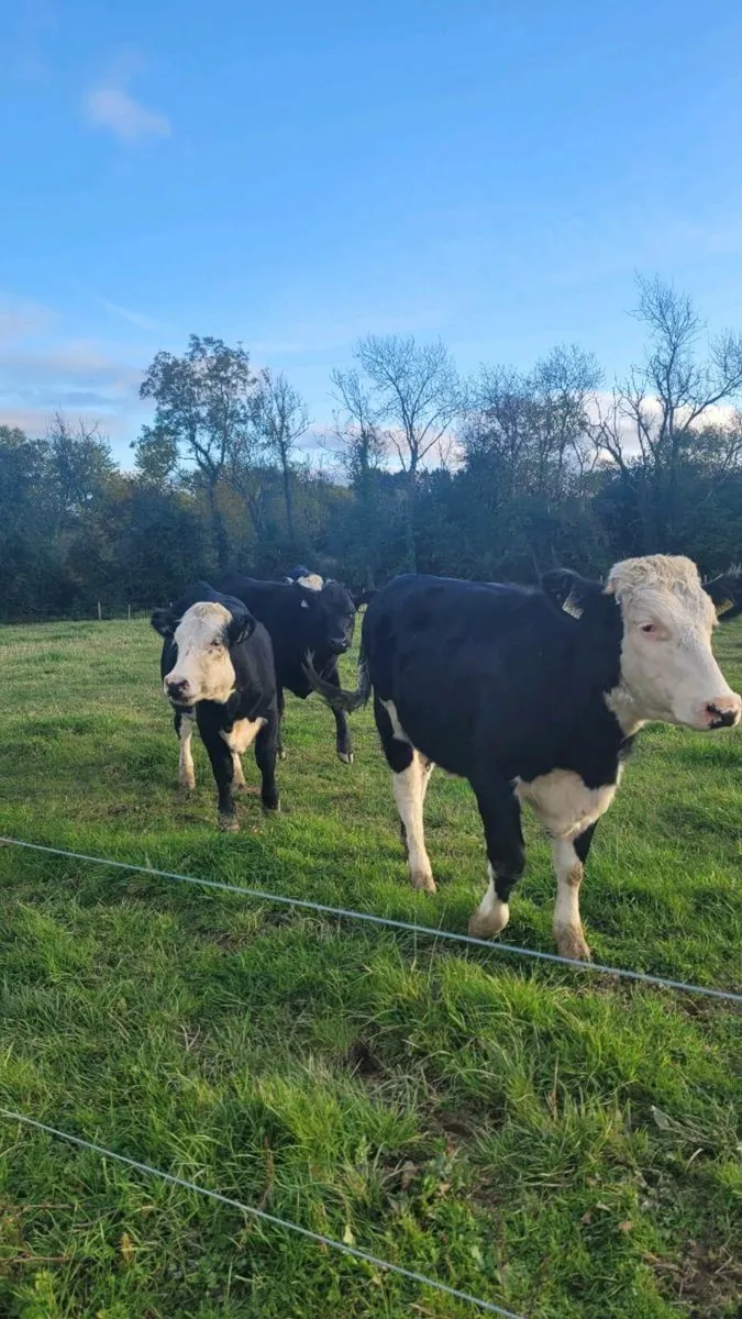 Weanling heifers - Image 1