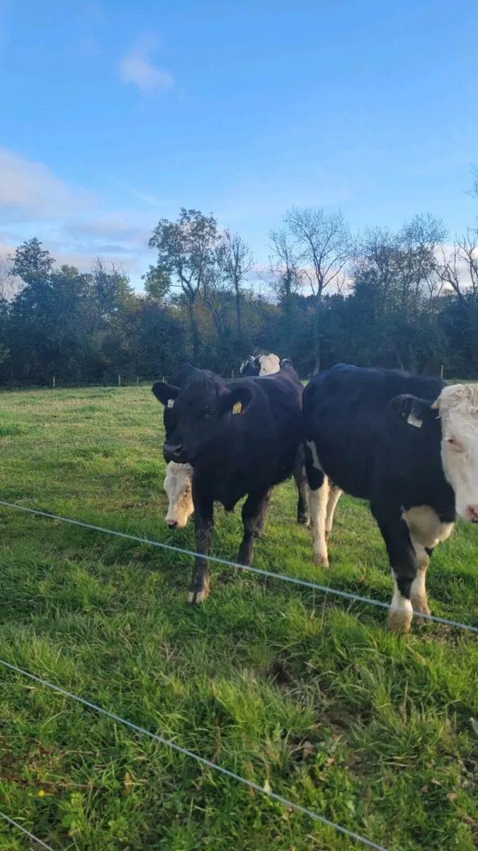 Weanling heifers - Image 2