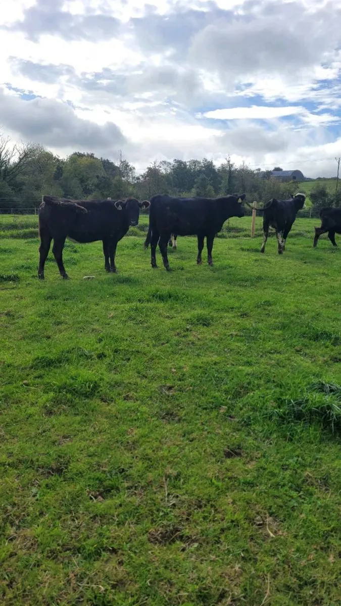 Weanling heifers - Image 3