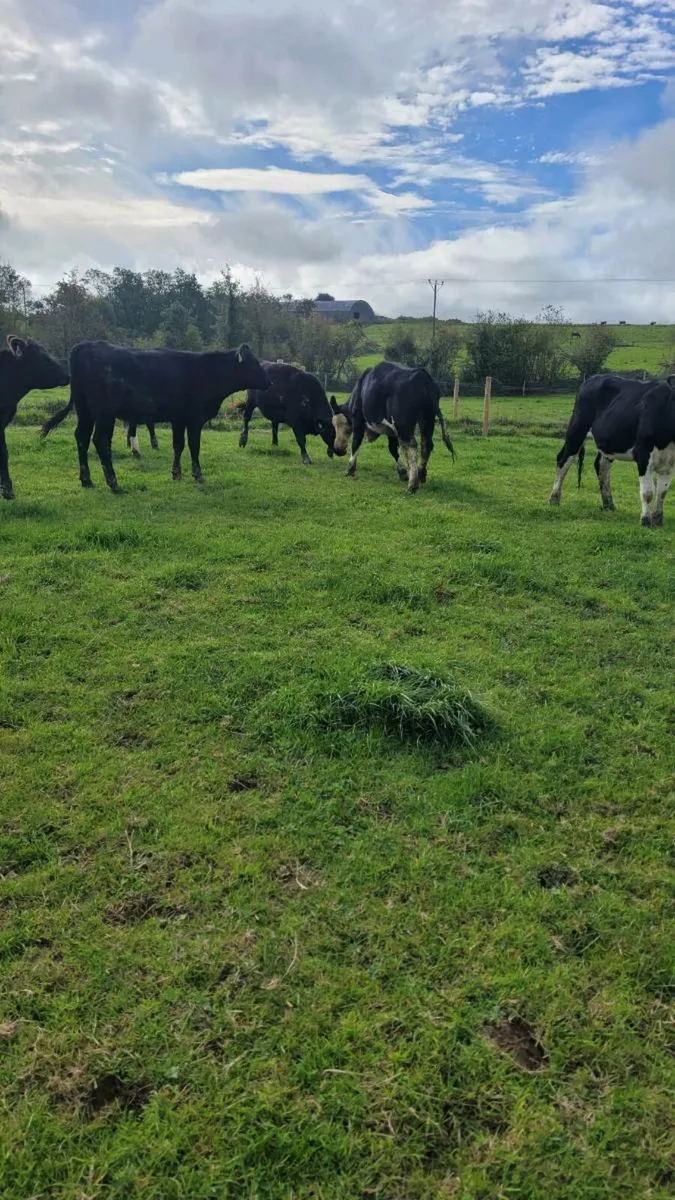 Weanling heifers - Image 4