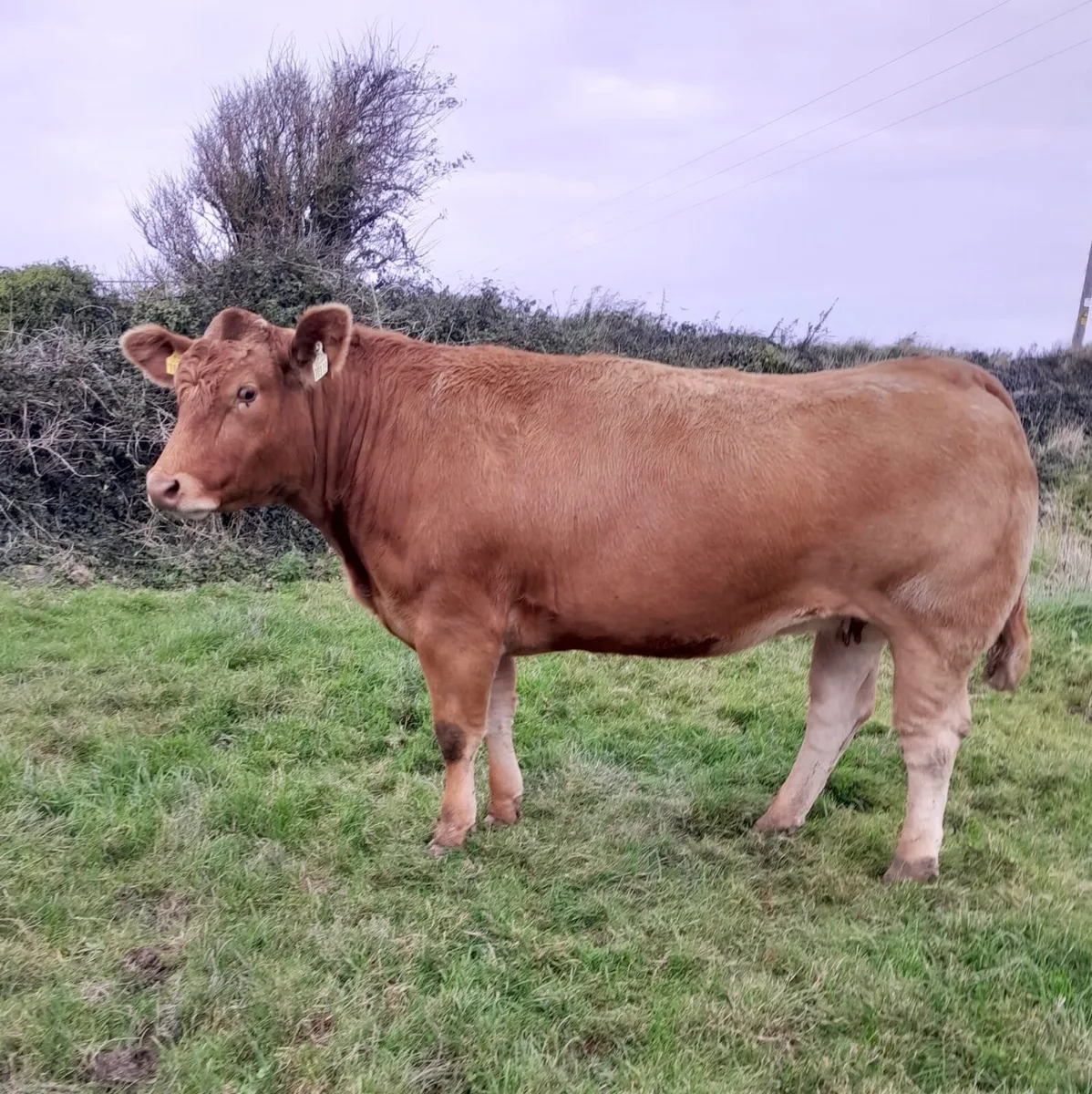 20 Top Quality Springers for Sale - Image 1