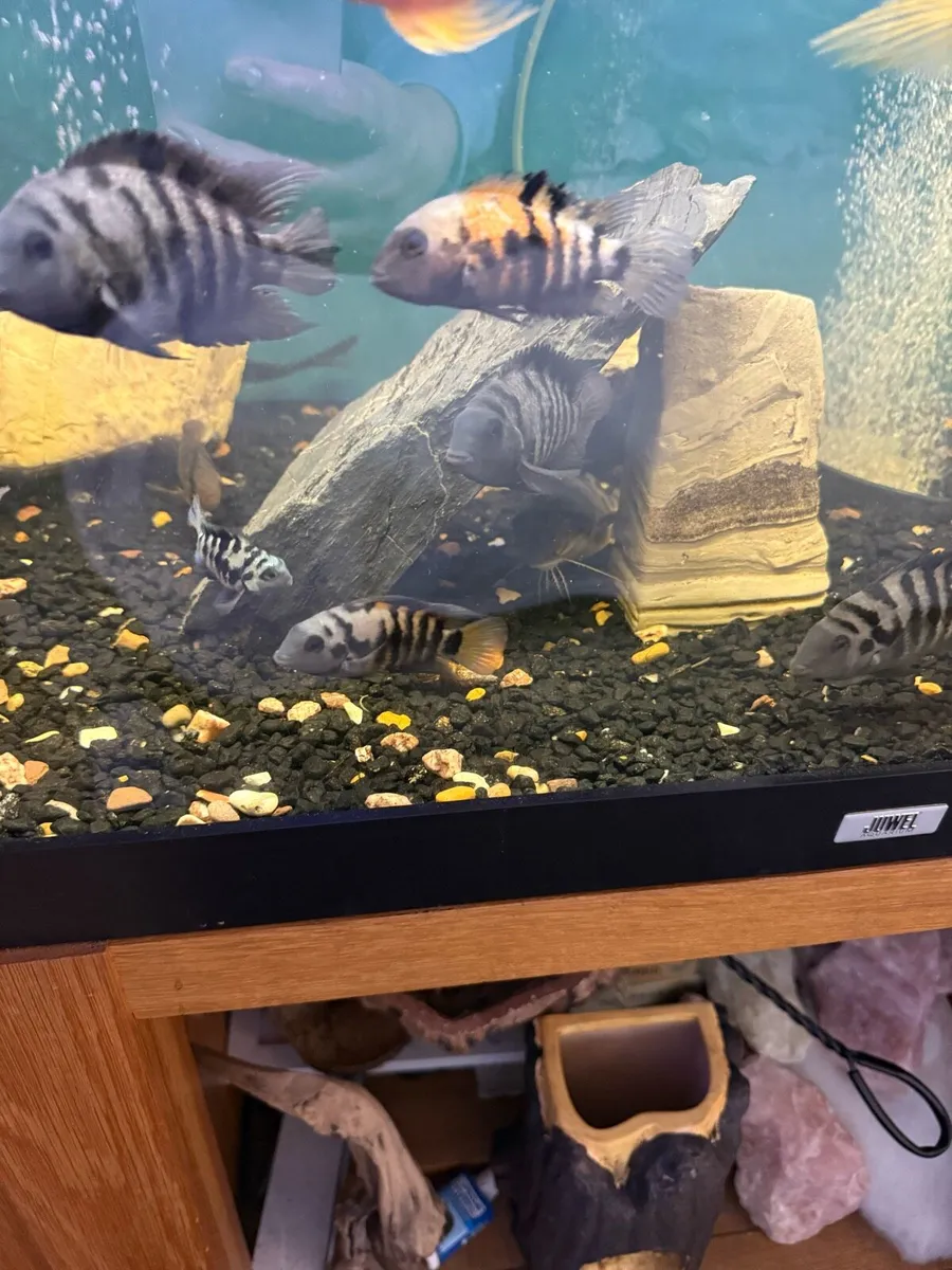 Convict cichlid - Image 1