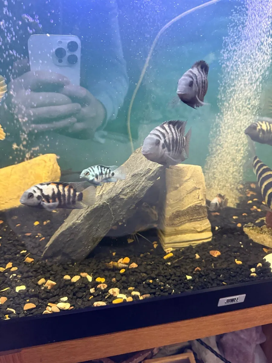 Convict cichlid - Image 2