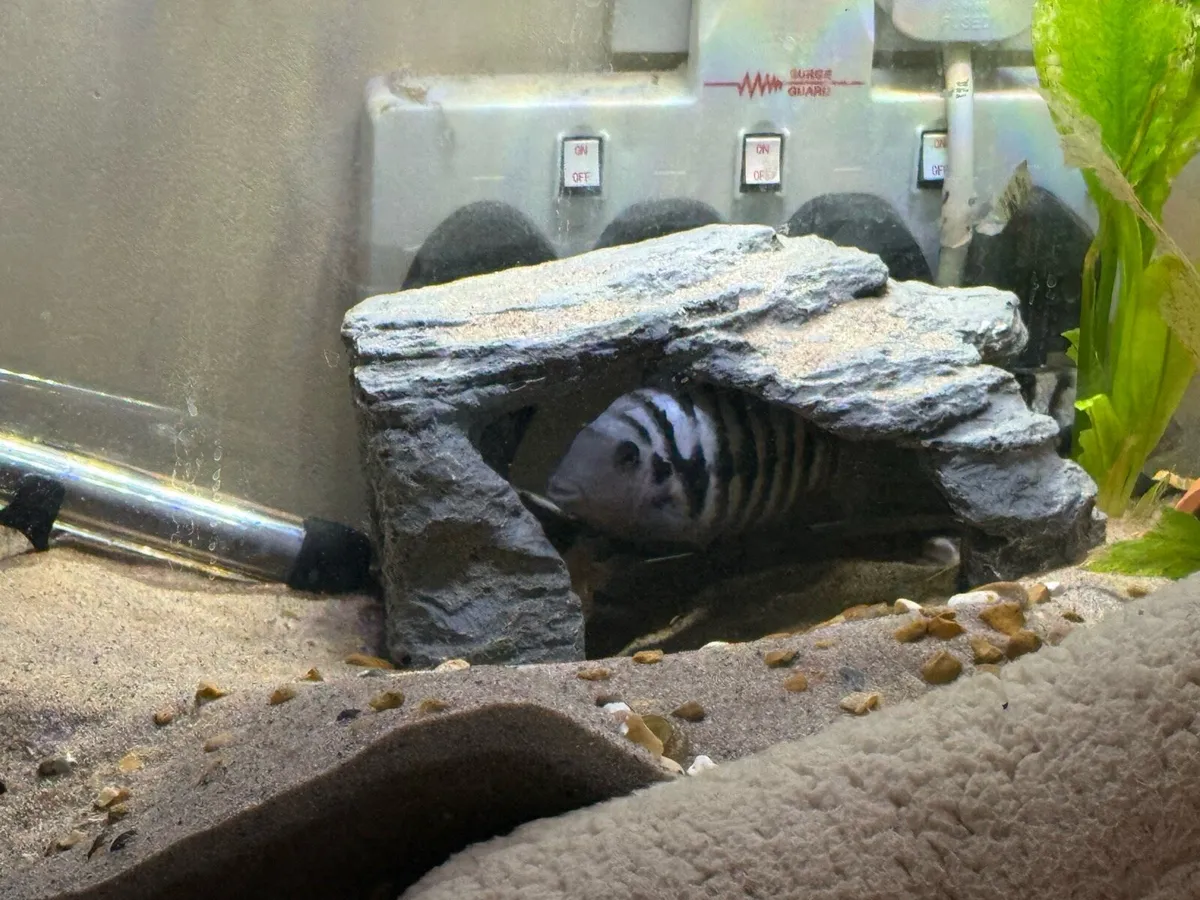 Convict cichlid - Image 3