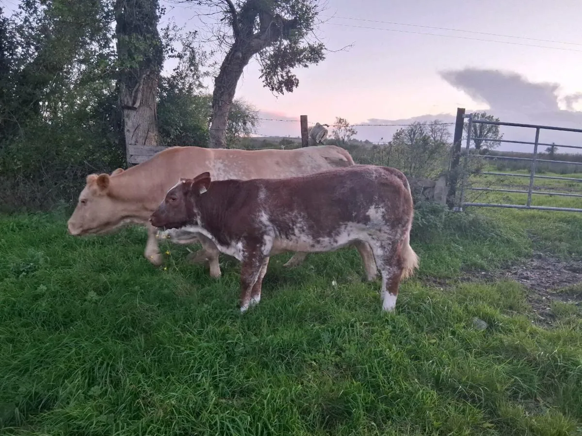 Roan Heifer Carrigallen Saturday - Image 1