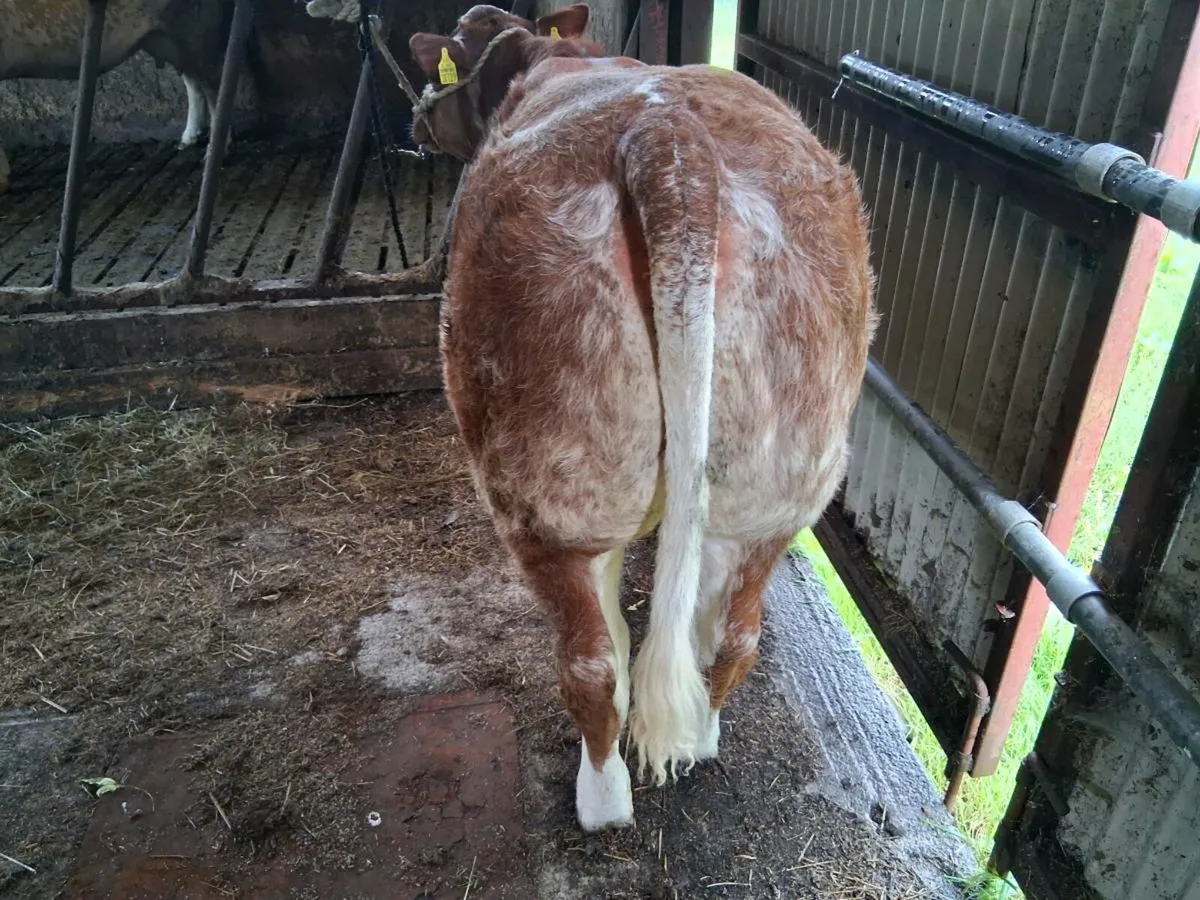Roan Heifer Carrigallen Saturday - Image 2