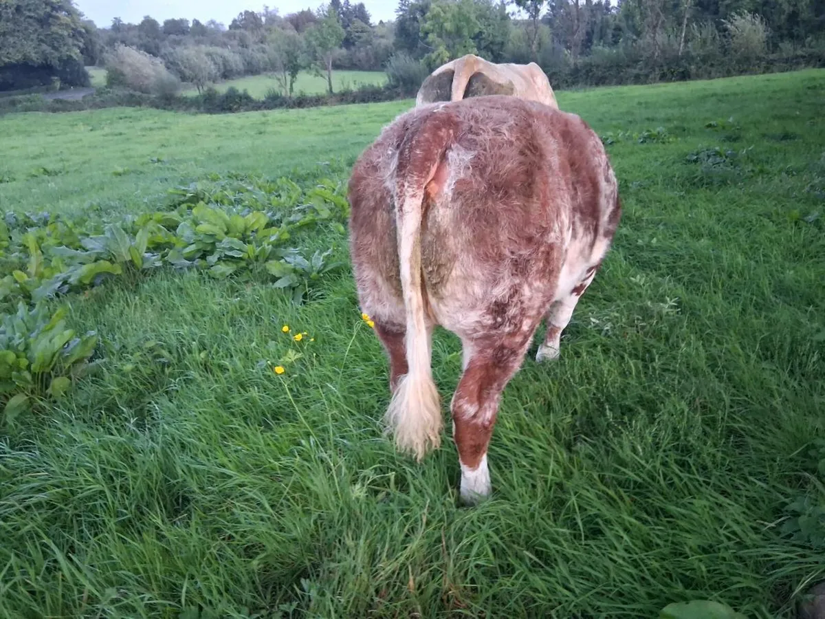 Roan Heifer Carrigallen Saturday - Image 3