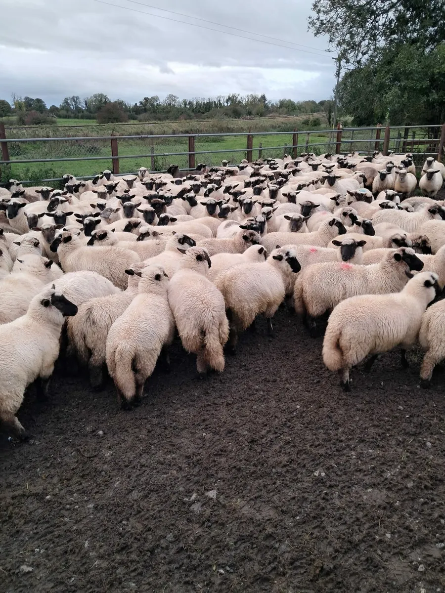300 Ewe Lambs - Image 1