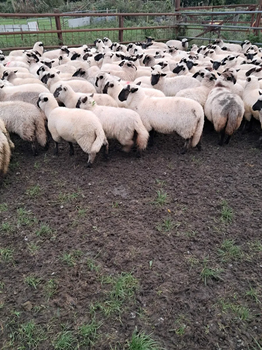300 Ewe Lambs - Image 3