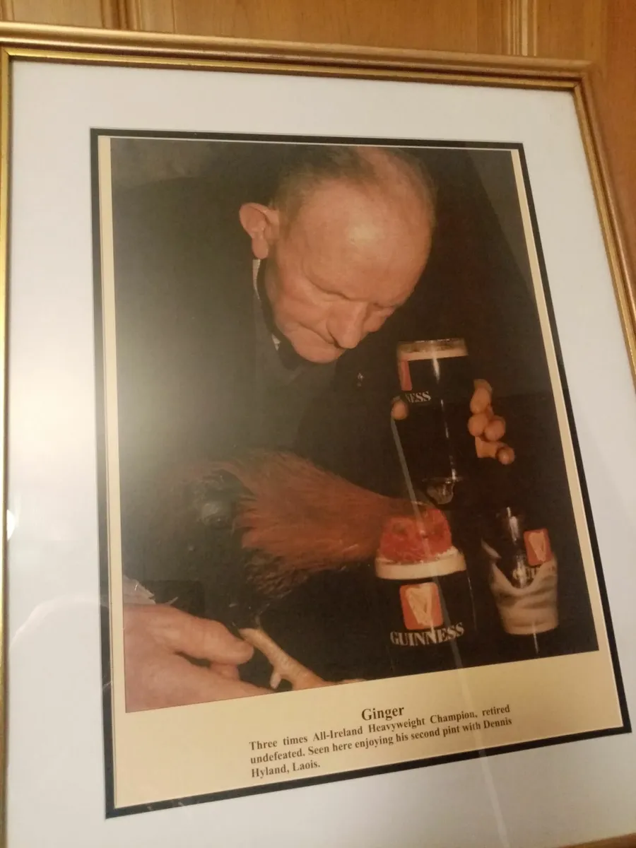 Ginger Fighting Cock - Image 1