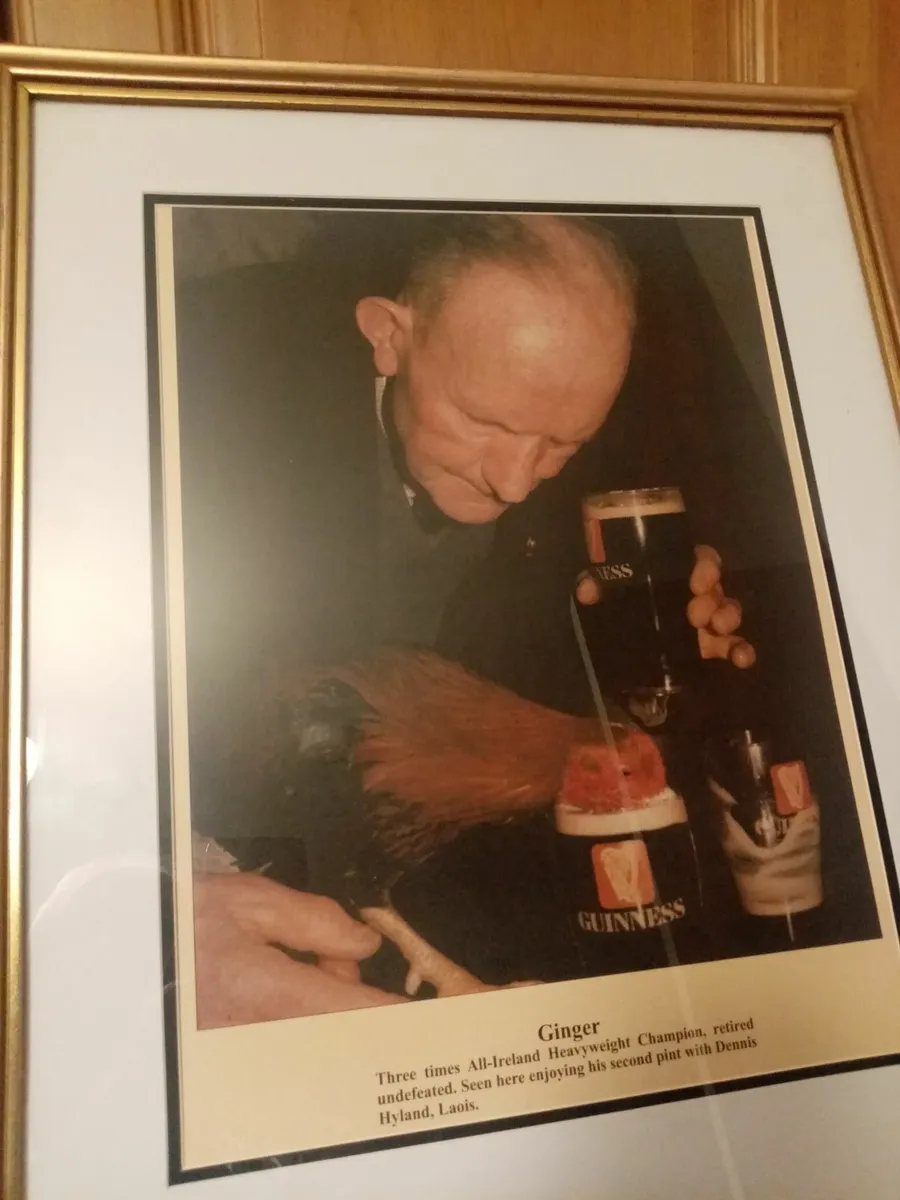 Ginger Fighting Cock - Image 3