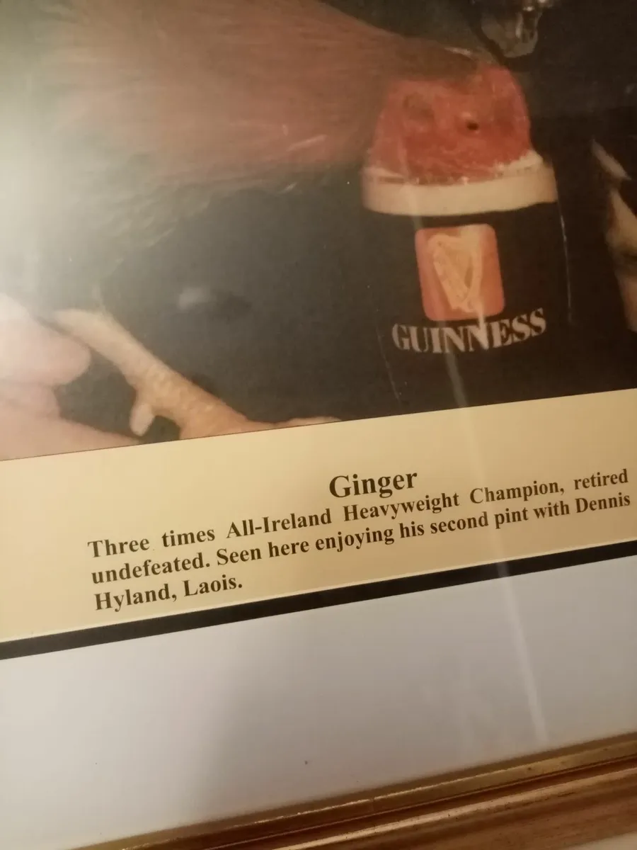 Ginger Fighting Cock - Image 2