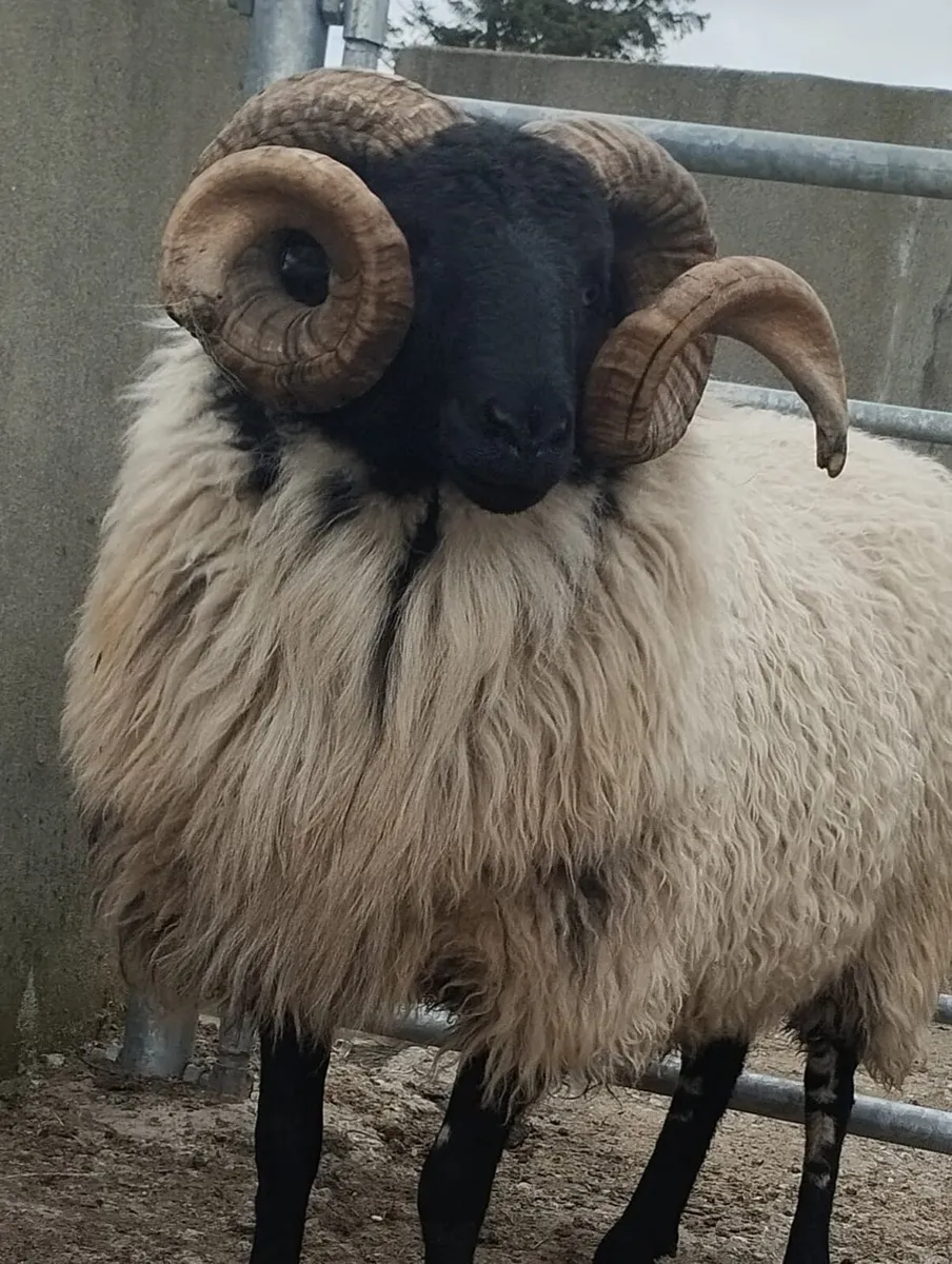 SIS hogget ram - Image 1