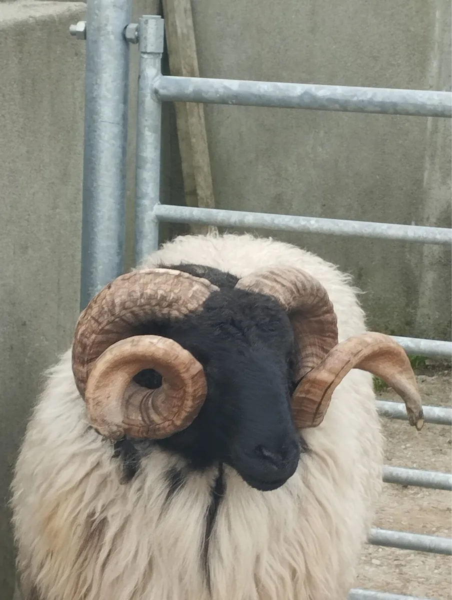 SIS hogget ram - Image 2