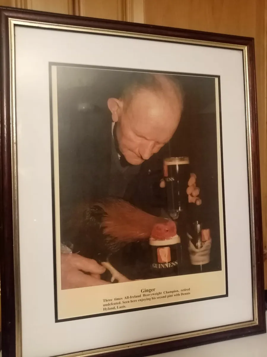 Ginger Fighting Cock - Image 4