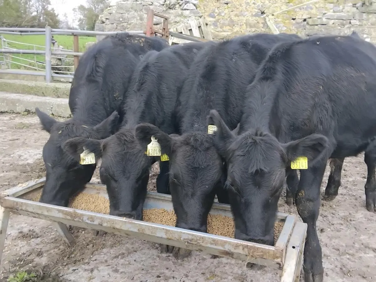 4 Angus Bullocks - Image 1