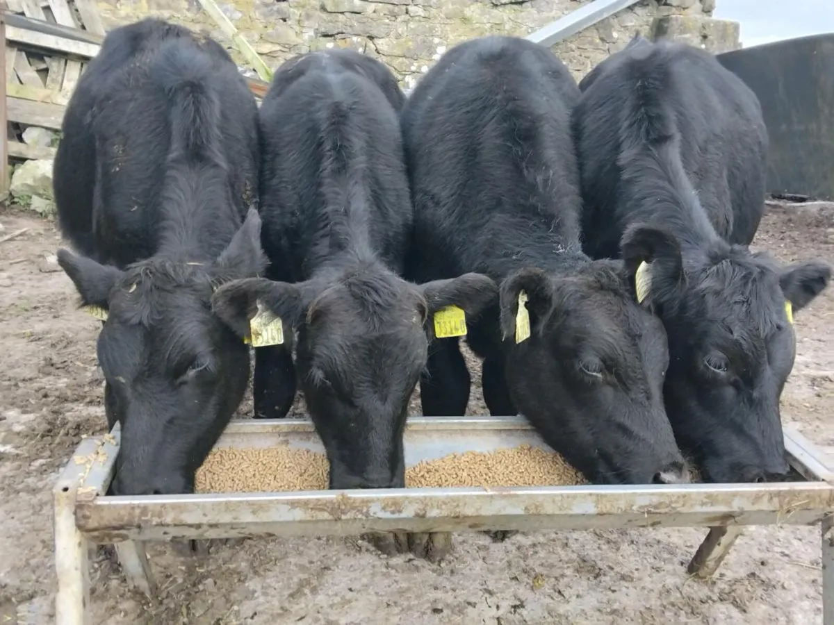 4 Angus Bullocks - Image 2