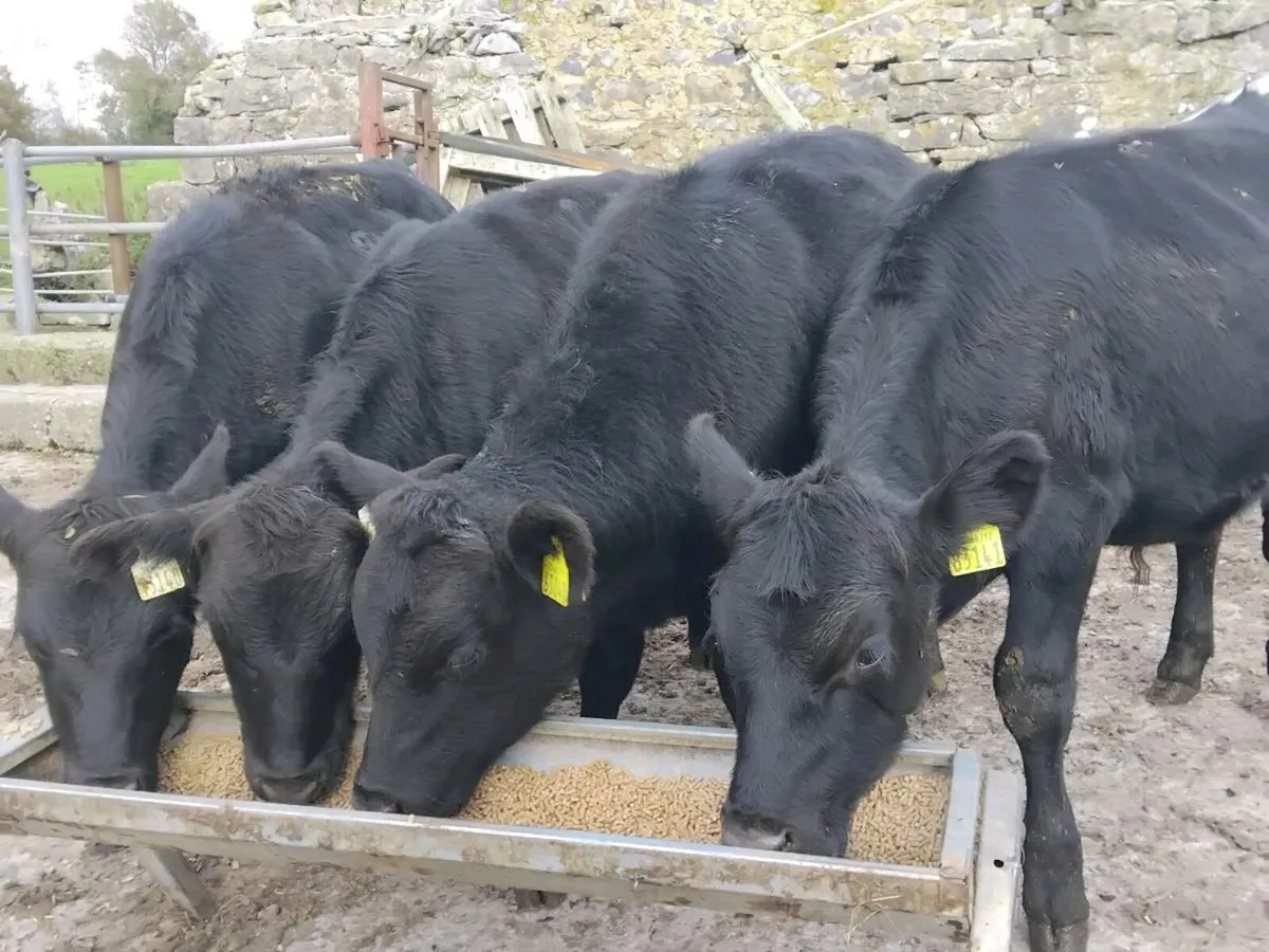 4 Angus Bullocks - Image 3