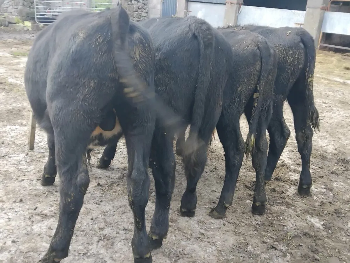 4 Angus Bullocks - Image 4