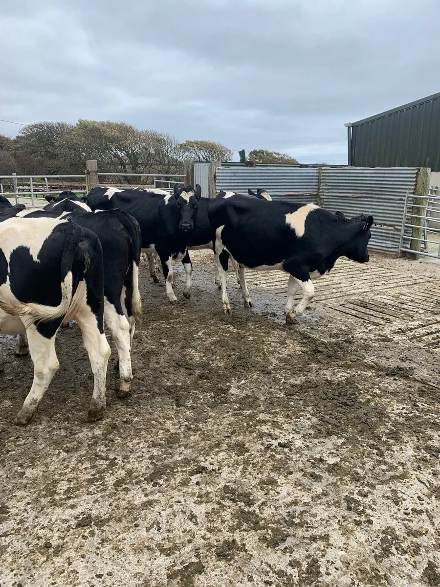 In calf heifers - Image 2