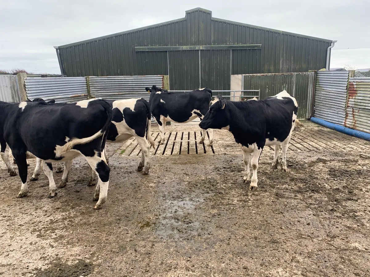 In calf heifers - Image 3