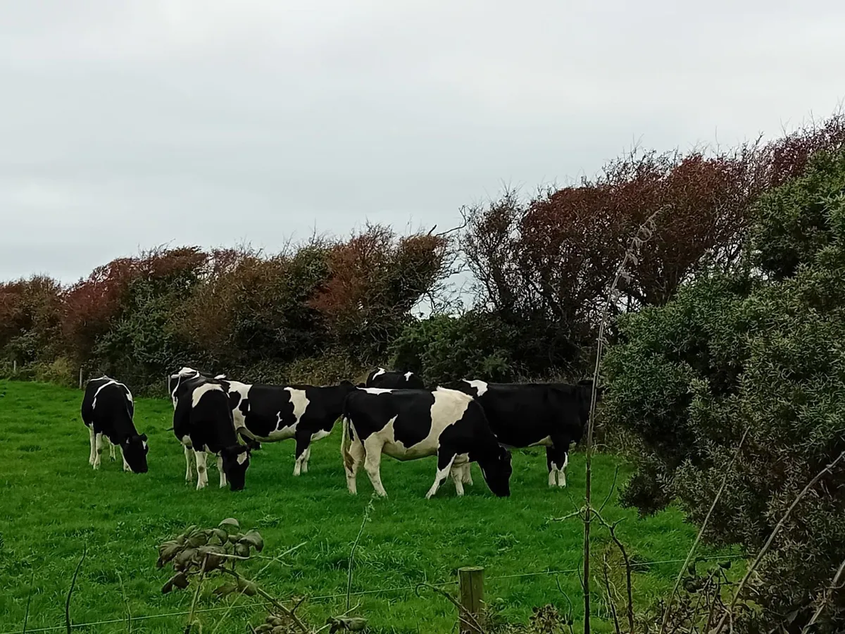 In calf heifers - Image 4