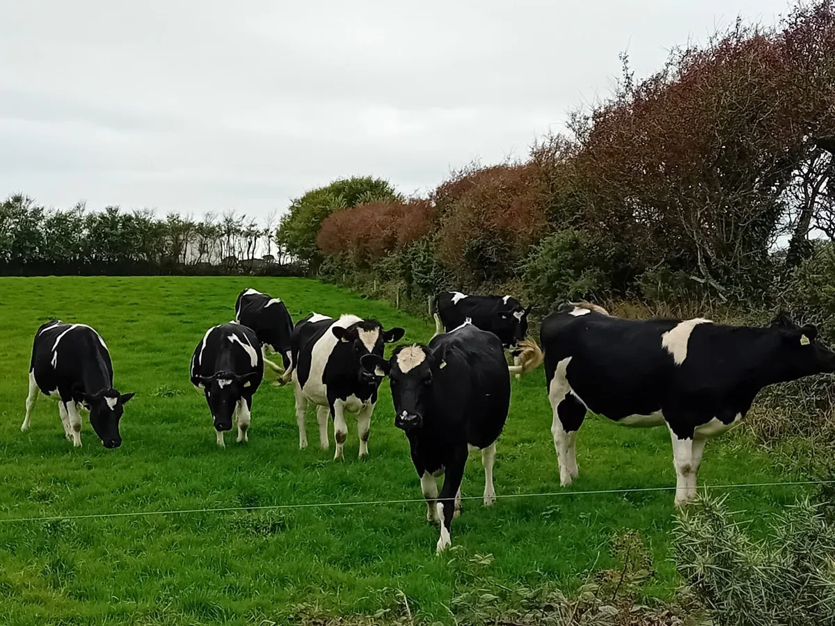 In calf heifers - Image 1