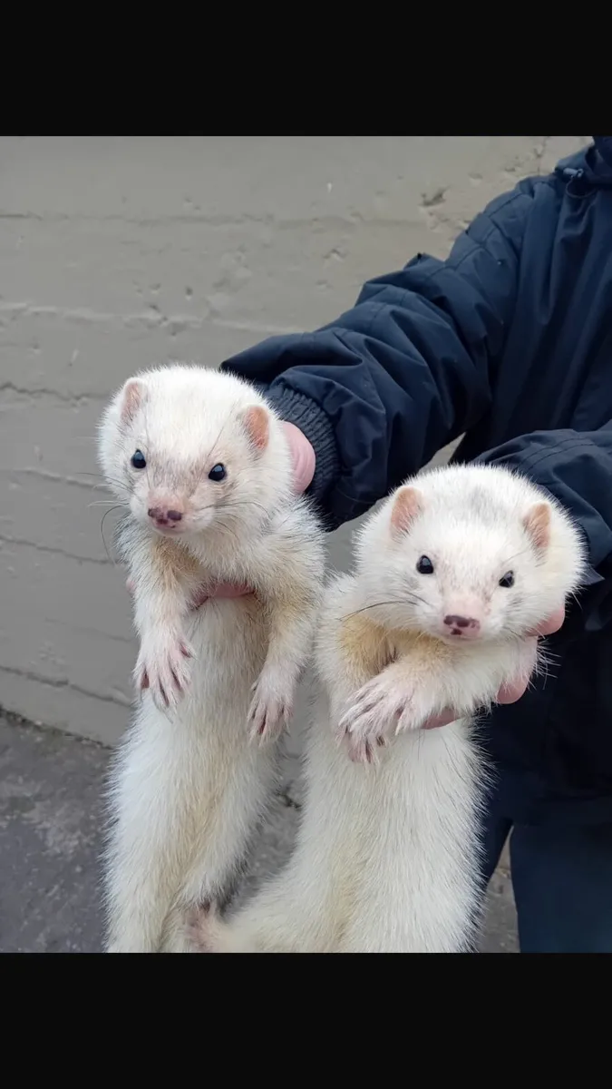 Top class FERRETS - Image 1
