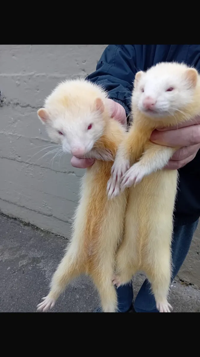 Top class FERRETS - Image 2