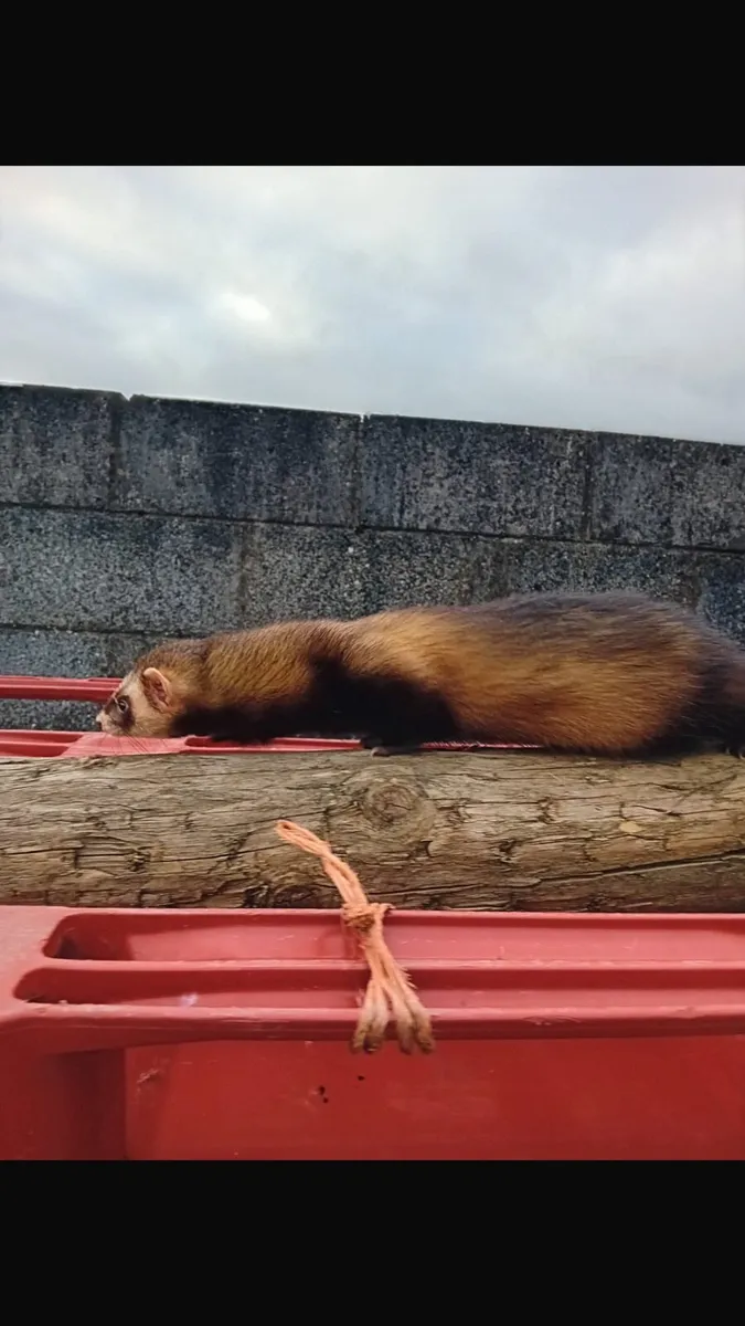 Top class FERRETS - Image 3