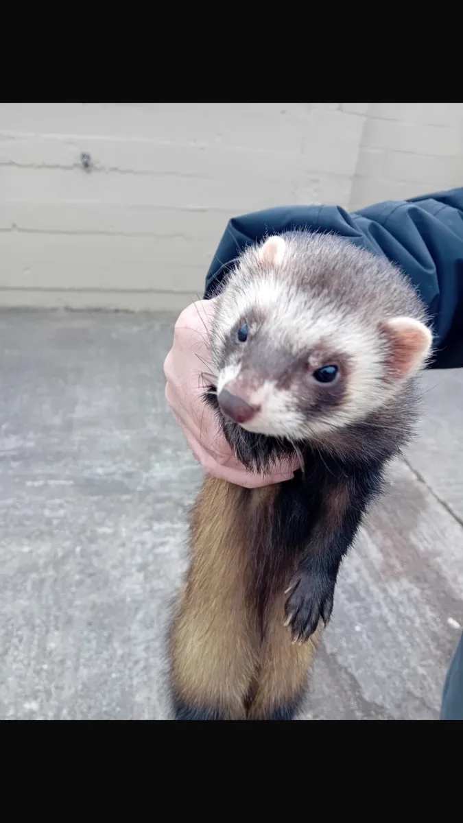 Top class FERRETS - Image 4