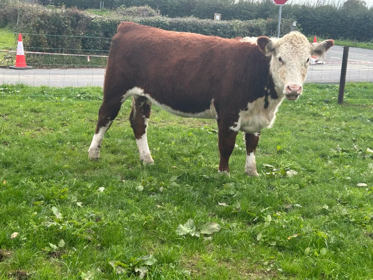 Polled Hereford - Image 1