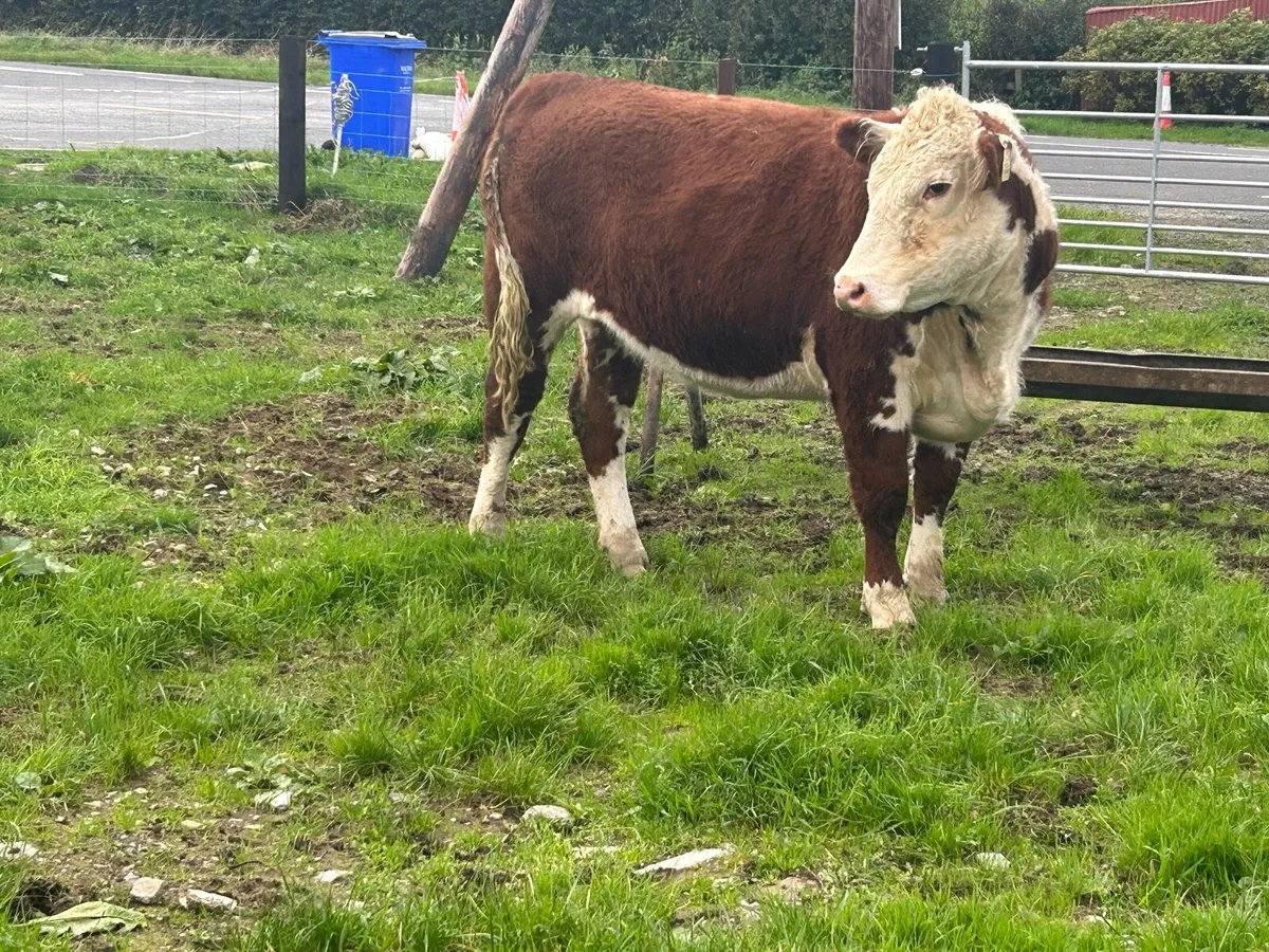 Polled Hereford - Image 2