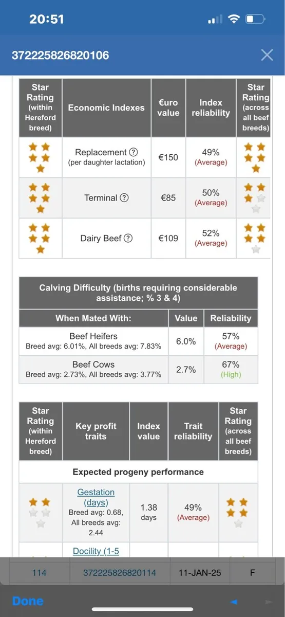 Polled Hereford - Image 3