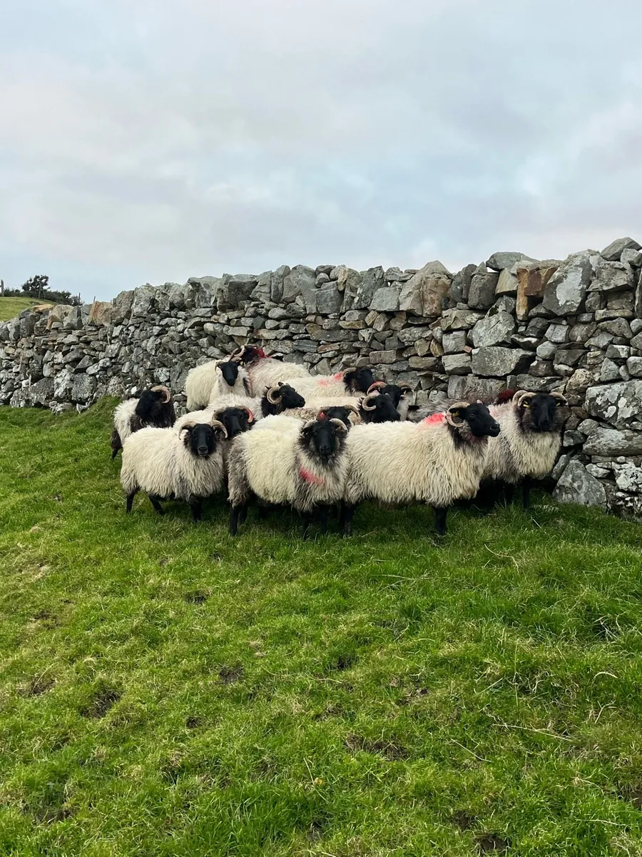 Breeding Ewes - Image 1