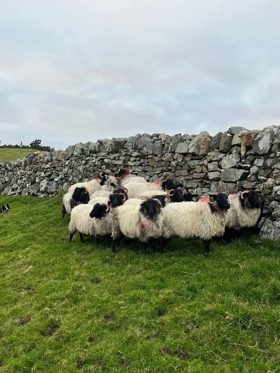 Breeding Ewes - Image 2